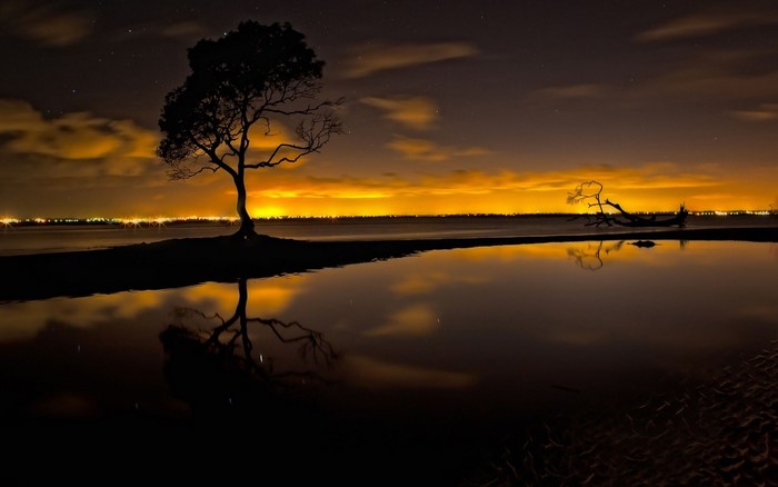 Silhouette of a tree reflected in water at night