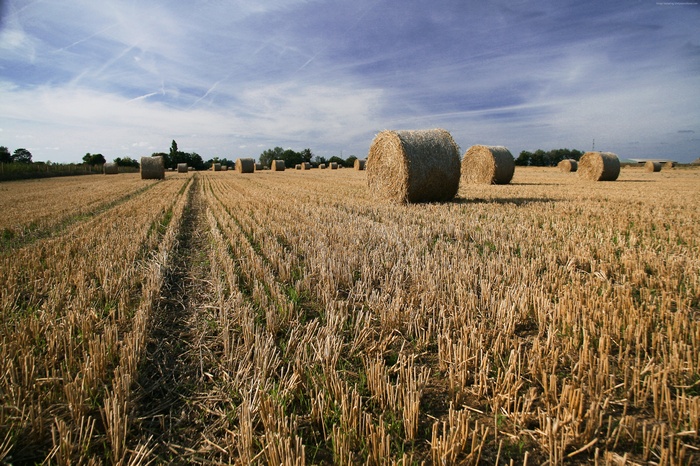 Hay bales in a field in Kent, England