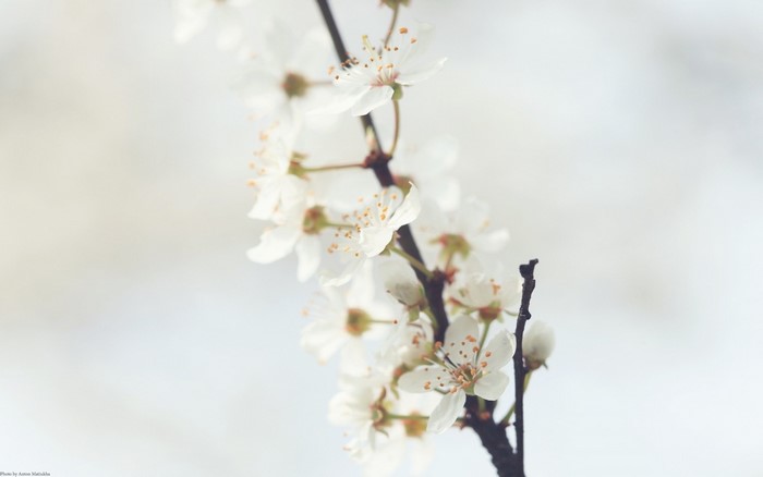 Close up of white cherry blossoms on a branch