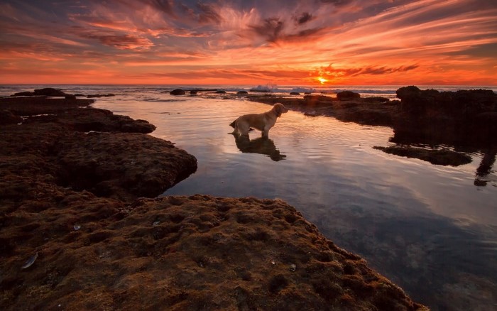 Dog standing in water at sunset on rocky shore