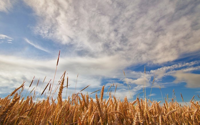 Wheat field under a cloudy sky