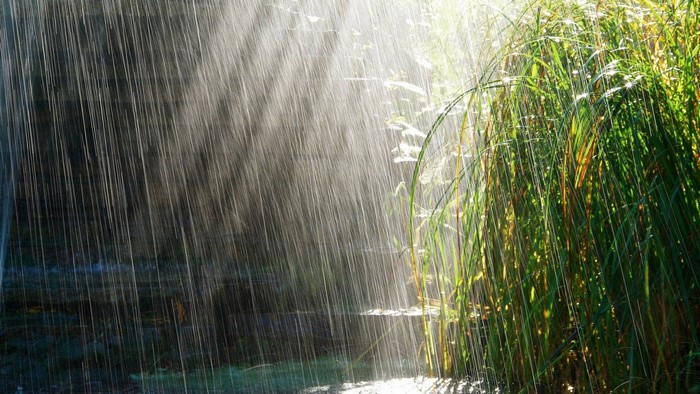 Rain falling on grass and water