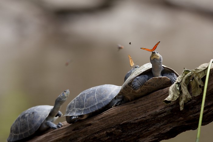 Butterflies land on turtles resting on a log