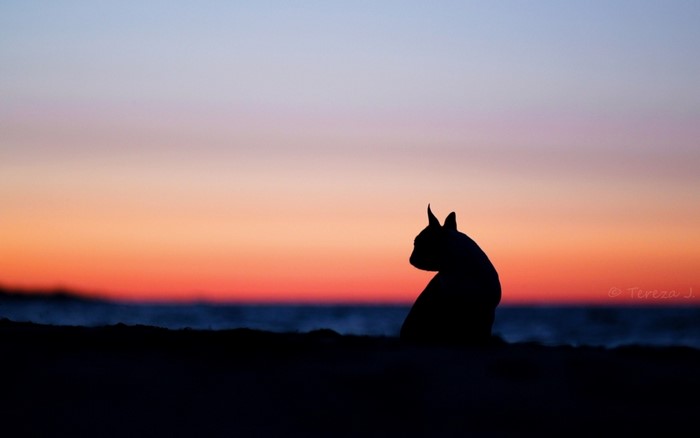 Silhouette of a dog on a beach at sunset