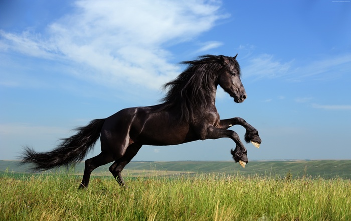 Black horse galloping in a grassy field under a blue sky