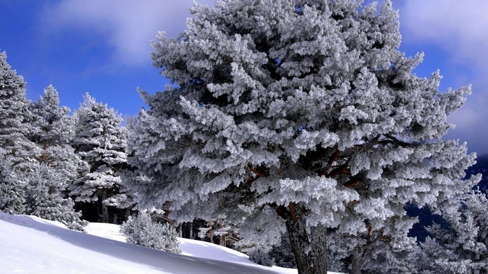 Snow-covered pine trees in a winter forest under a blue sky