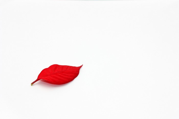 A single red leaf on a white background