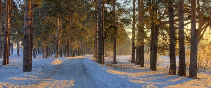 Snowy forest road with sunlight filtering through trees