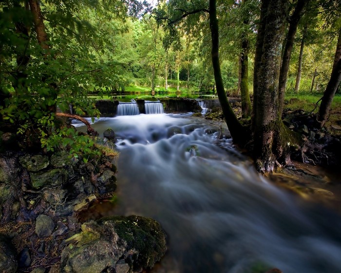 Forest stream with a small waterfall and rocks