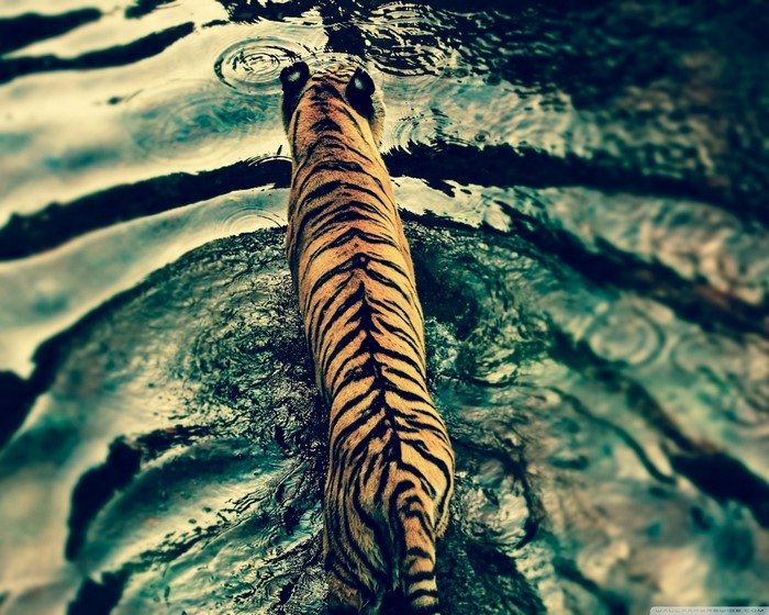 Tiger walking in water