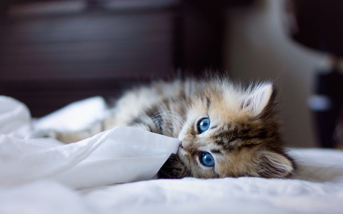 Kitten with blue eyes on a white blanket