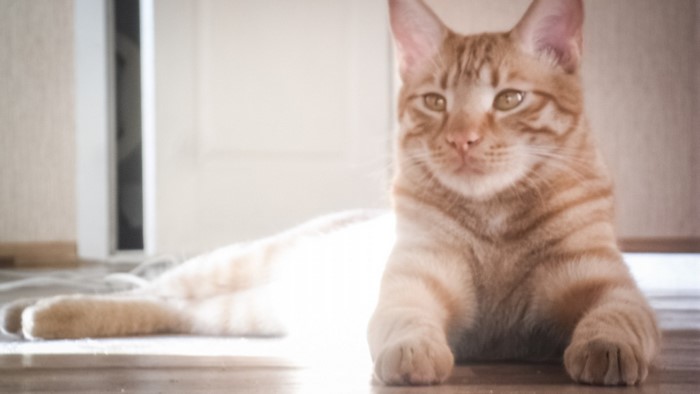 Orange tabby cat lying on the floor