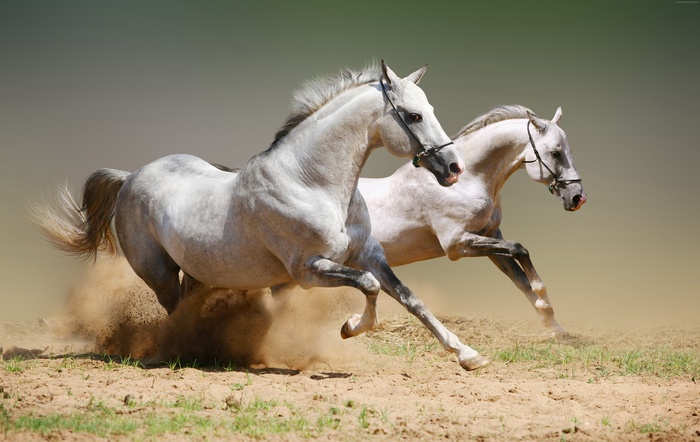 Two white horses galloping in dust