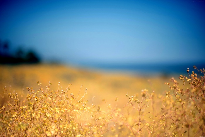 Field of dry plants with ocean and sky background