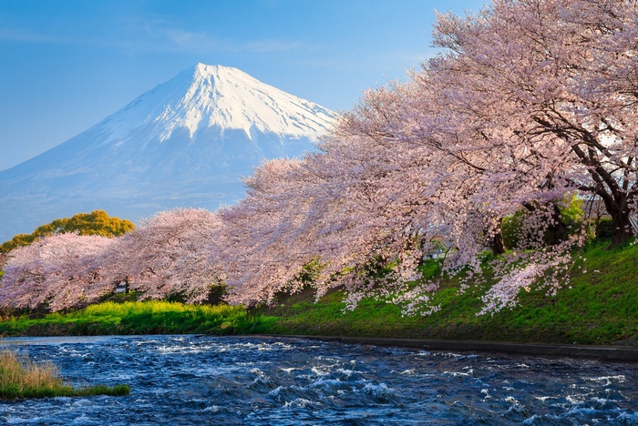 Mount Fuji and Cherry Blossoms over River, Japan