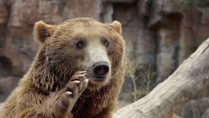 Grizzly bear with paw raised in a zoo