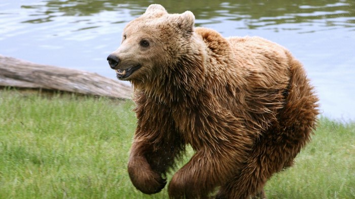 Grizzly bear running on grass near water