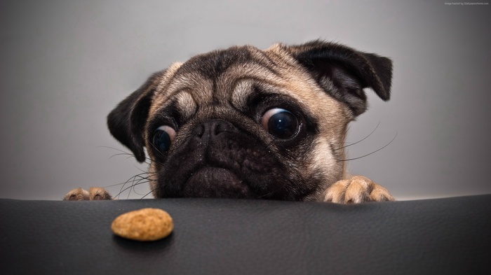 cute animals, funny, bulldog