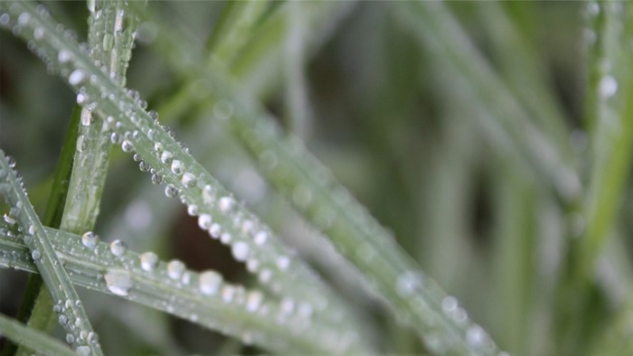 Close-up of grass blades with dew drops