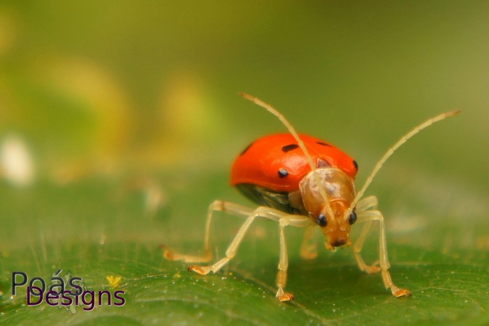 Red ladybug on a green leaf, macro photography