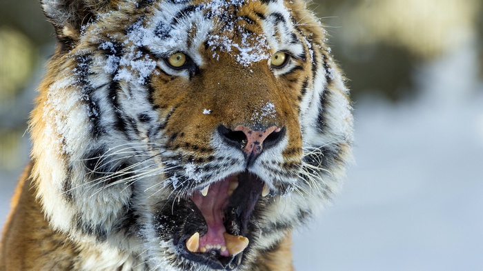 Tiger with snow on its face yawning