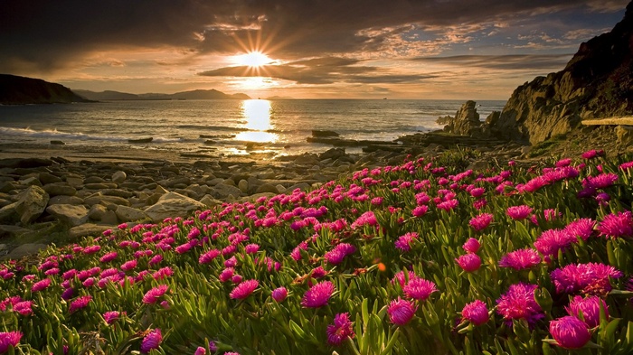Pink flowers on a rocky beach at sunset