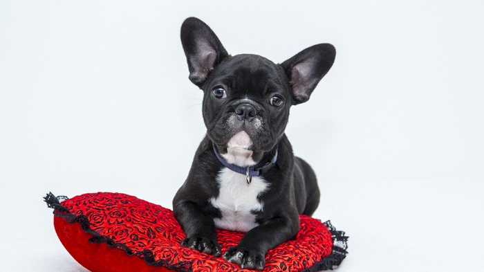 Black French Bulldog puppy on a red heart pillow