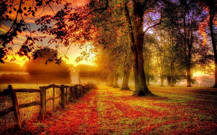 Autumn forest path with fallen leaves and sunset light