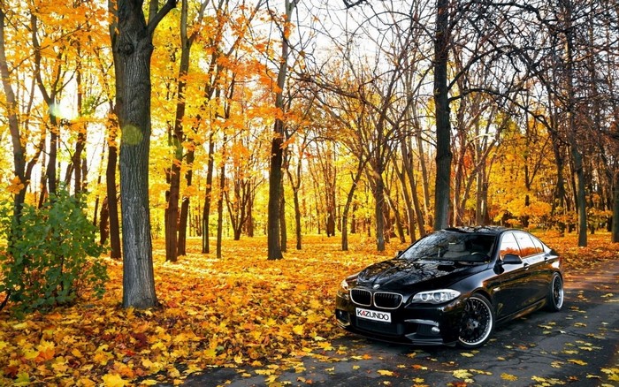 Black BMW car parked on a road in an autumn forest
