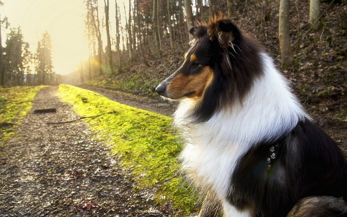 Rough Collie dog sitting on a path in a forest at sunset