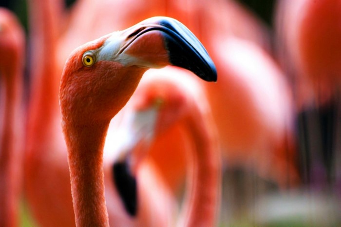 Close up of a pink flamingo's head and neck