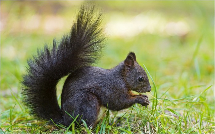 Black squirrel eating in green grass