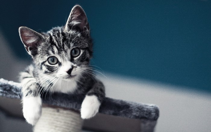Close-up of a tabby kitten on a scratching post