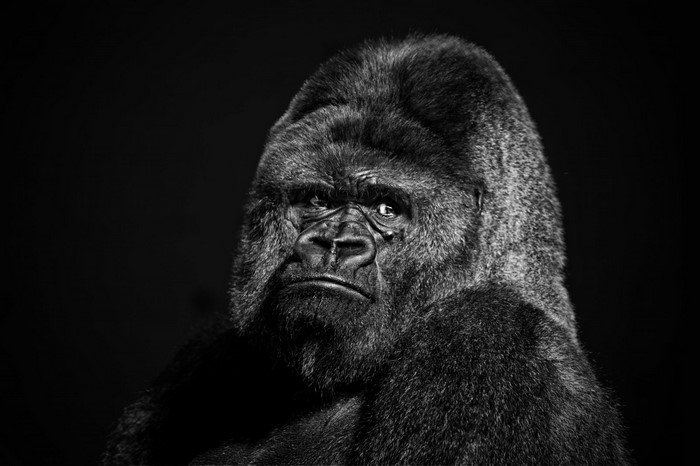 Close-up portrait of a western gorilla