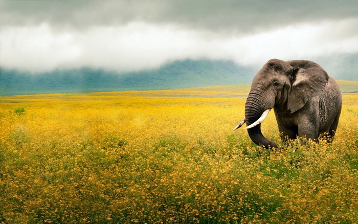 Elephant in a field of yellow flowers under cloudy sky