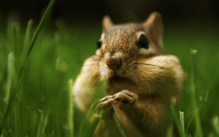 Chipmunk eating in tall green grass