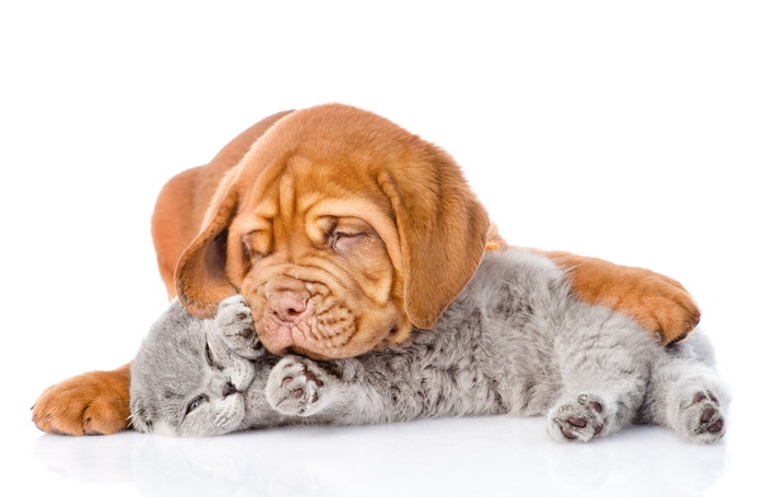 Puppy and kitten sleeping together