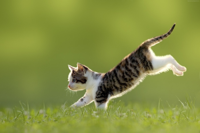 Cute kitten jumping in grass, 4K
