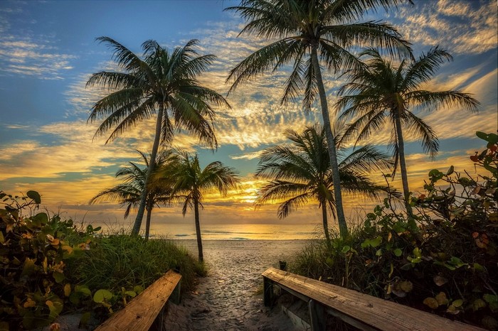 Palm trees on a beach at sunset with wooden path