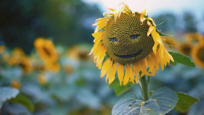 Sunflower with Smiley Face in a Field