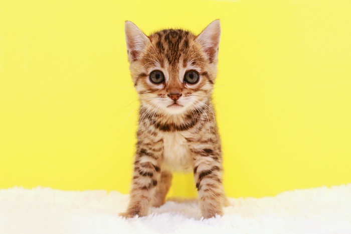 Cute tabby kitten on white fluffy surface with yellow background