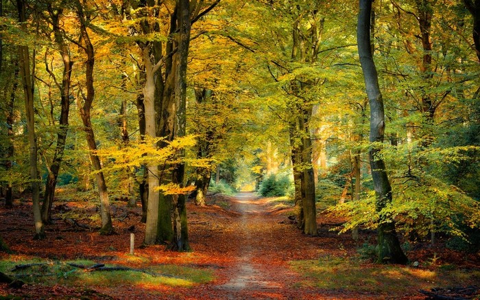 4555111 Landscape Trees Netherlands Path Leaves Nature