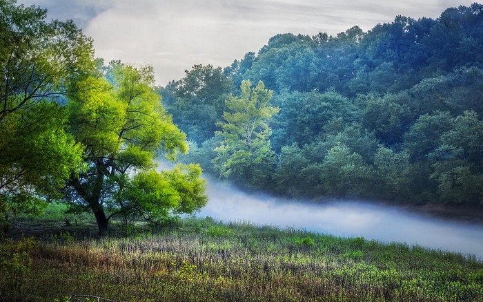 Misty river winding through a forest with trees