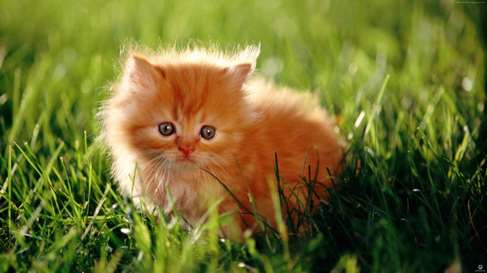 Cute Orange Fluffy Kitten in Grass 4K