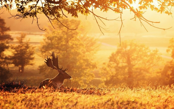 Deer with antlers in a sunlit meadow during autumn