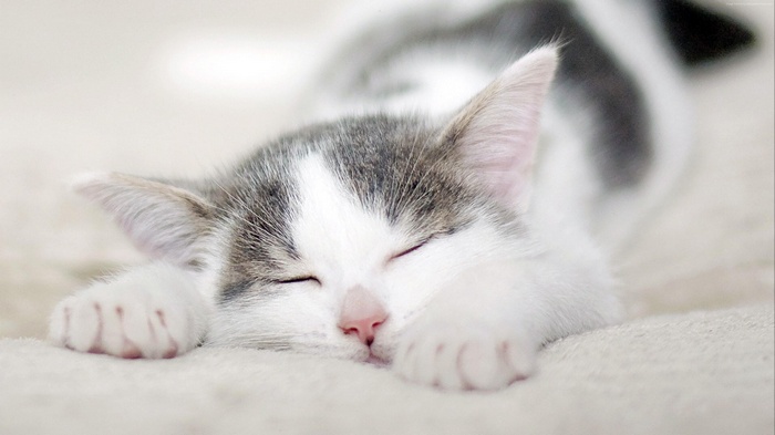 Cute kitten sleeping on a soft surface