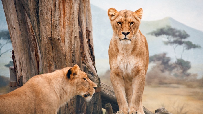 Two African lionesses in a savanna diorama