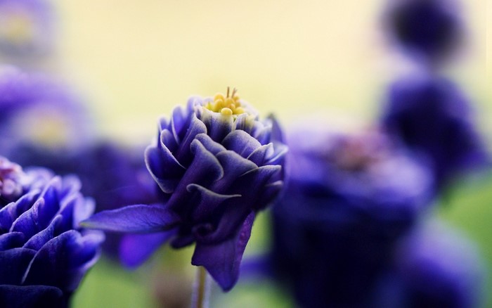 Close-up of a purple double columbine flower