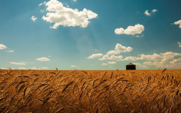 Wheat field with silo under a blue sky with clouds