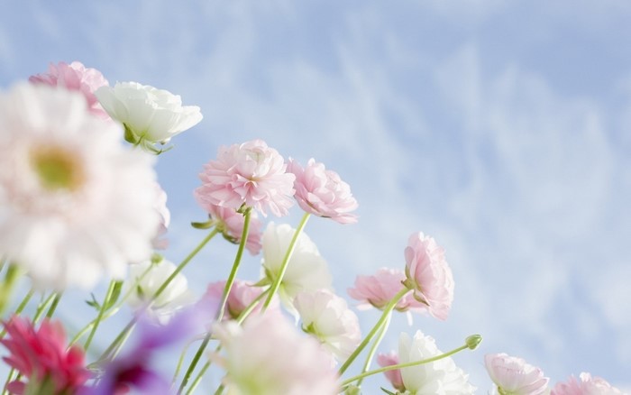 Pink and white flowers against a blue sky